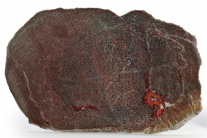 Brilliant Red, Polished Dinosaur Bone (Gembone) Slab - Utah #249273